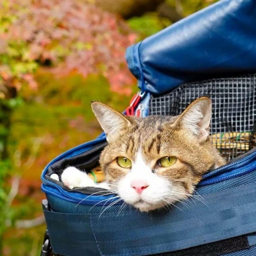 Daikichi and Fuku-Chan are cats that travel with their owner
