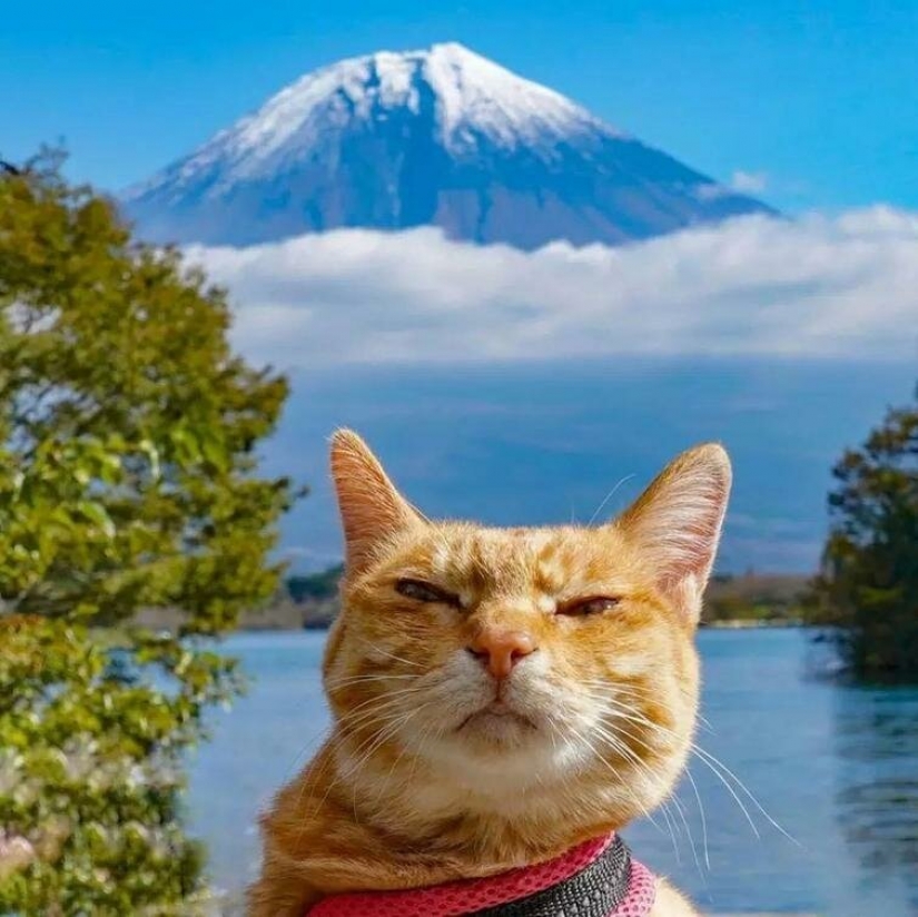 Daikichi y Fuku-Chan son gatos que viajan con su dueño