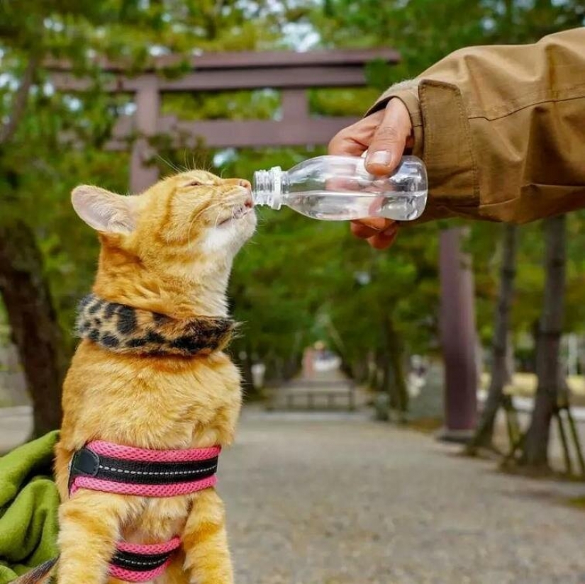Daikichi y Fuku-Chan son gatos que viajan con su dueño