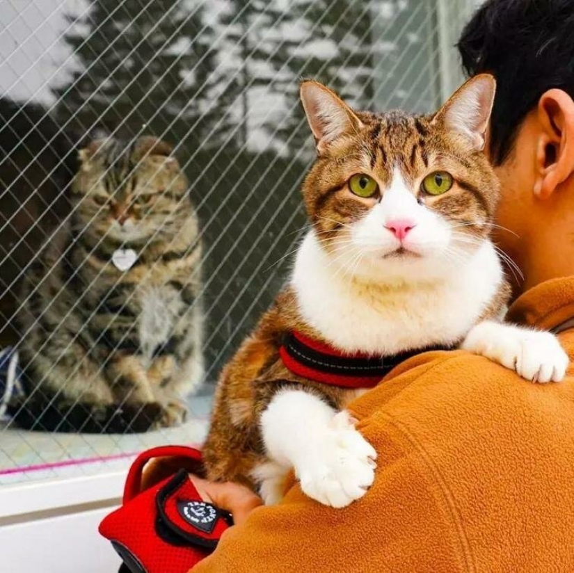 Daikichi y Fuku-Chan son gatos que viajan con su dueño