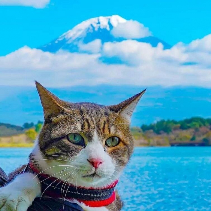 Daikichi y Fuku-Chan son gatos que viajan con su dueño