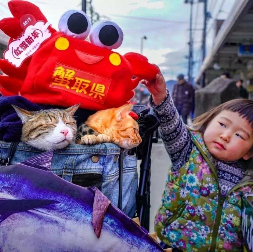 Daikichi y Fuku-Chan son gatos que viajan con su dueño