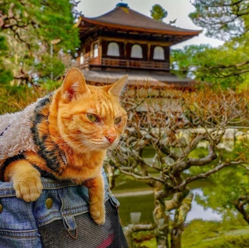 Daikichi y Fuku-Chan son gatos que viajan con su dueño