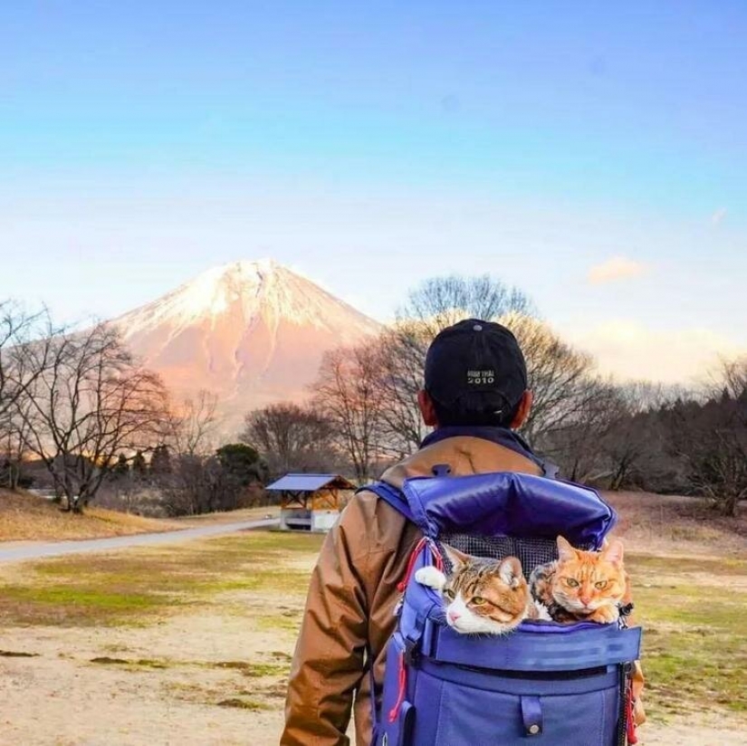 Daikichi y Fuku-Chan son gatos que viajan con su dueño