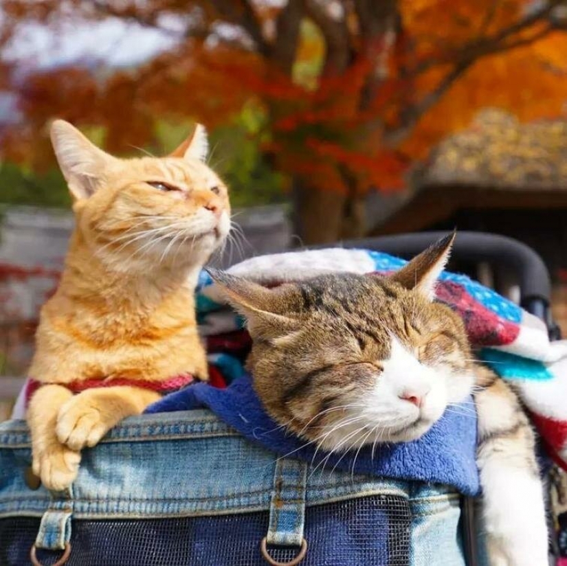 Daikichi y Fuku-Chan son gatos que viajan con su dueño