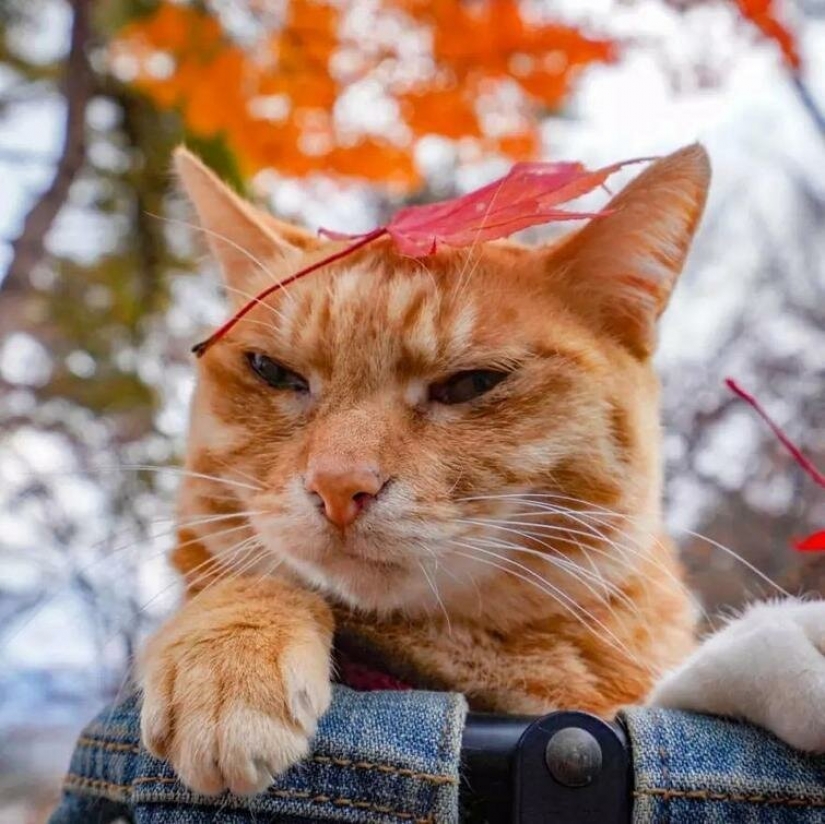 Daikichi y Fuku-Chan son gatos que viajan con su dueño