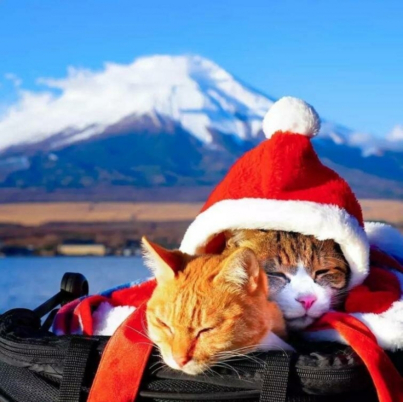 Daikichi y Fuku-Chan son gatos que viajan con su dueño