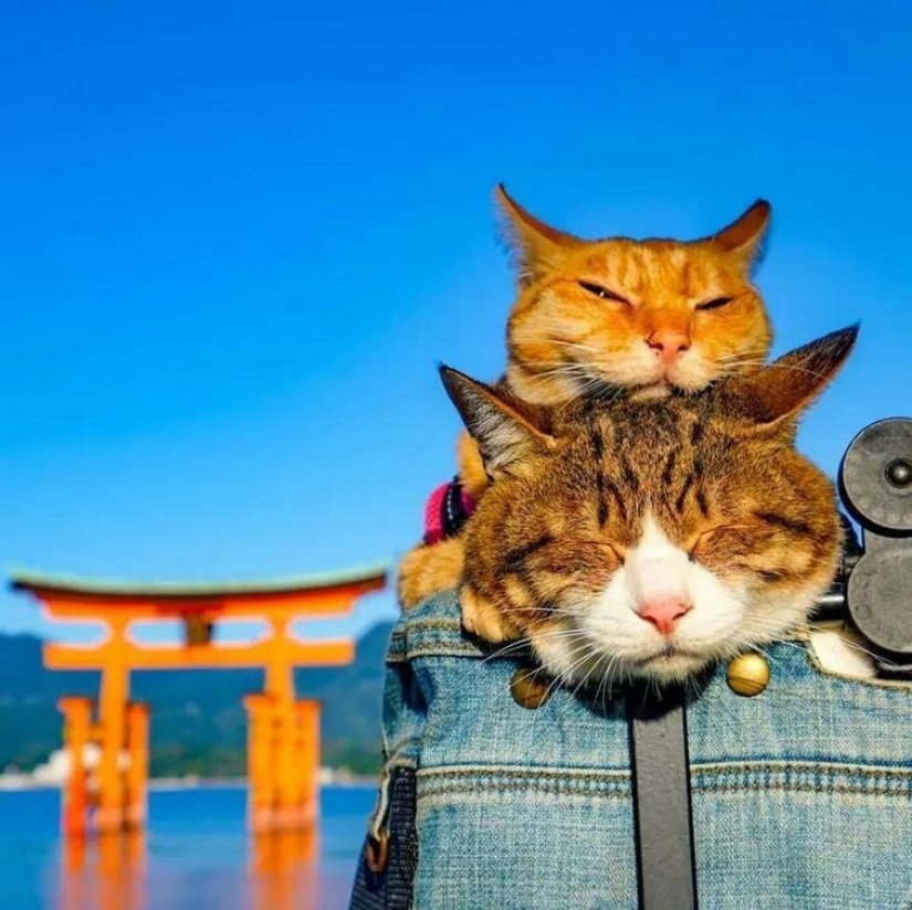 Daikichi y Fuku-Chan son gatos que viajan con su dueño