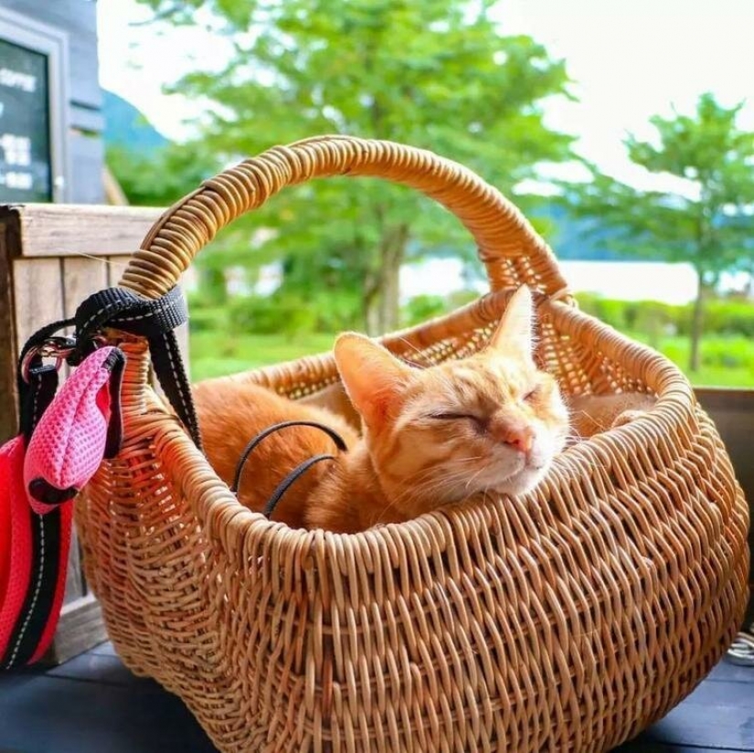 Daikichi y Fuku-Chan son gatos que viajan con su dueño