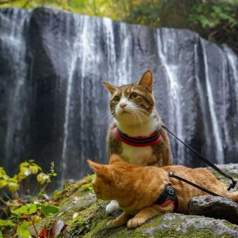 Daikichi y Fuku-Chan son gatos que viajan con su dueño