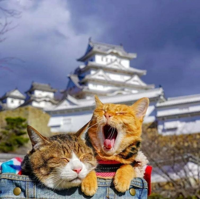 Daikichi y Fuku-Chan son gatos que viajan con su dueño