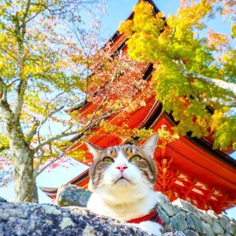 Daikichi y Fuku-Chan son gatos que viajan con su dueño