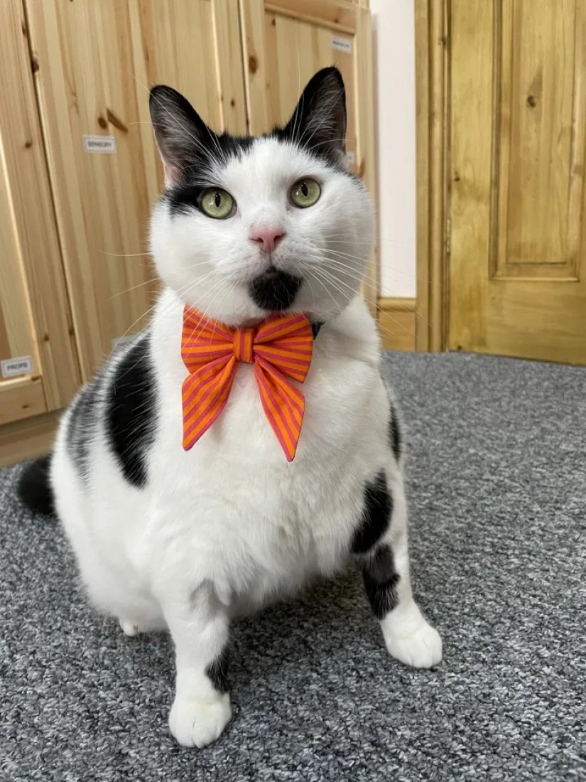 Debe haber un montón de un buen gato: un hombre gordo y esponjoso toca, pero come en exceso