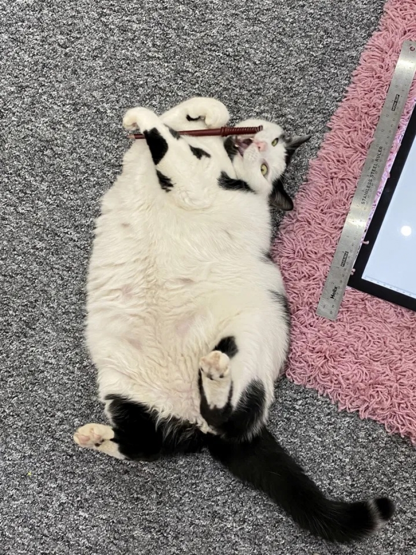 Debe haber un montón de un buen gato: un hombre gordo y esponjoso toca, pero come en exceso