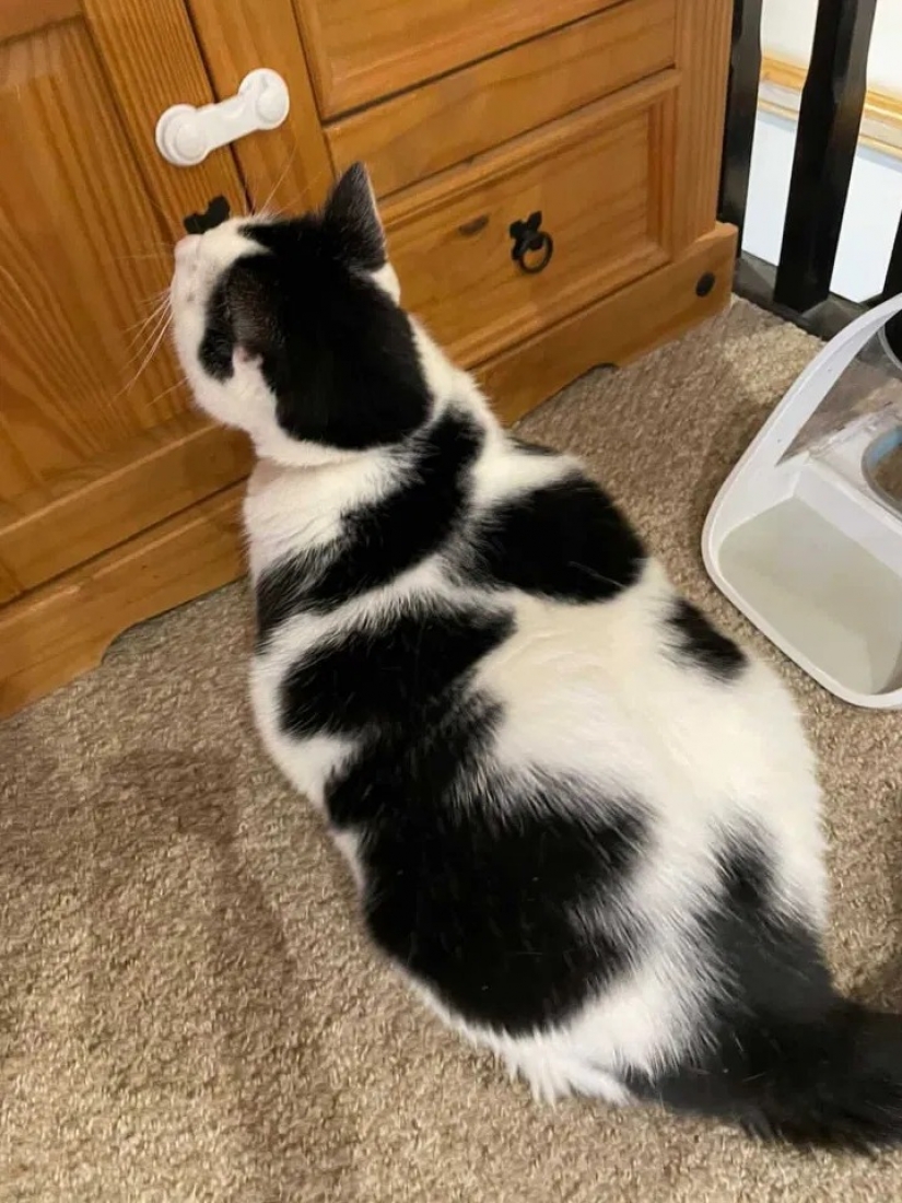 Debe haber un montón de un buen gato: un hombre gordo y esponjoso toca, pero come en exceso