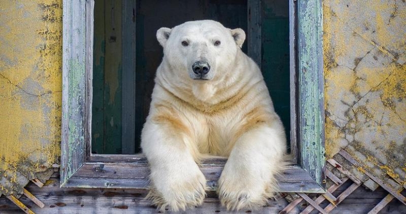 Desperate photographer took polar bears, keepers of an abandoned polar station