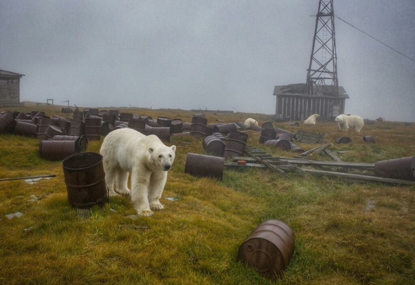 Desperate photographer took polar bears, keepers of an abandoned polar station