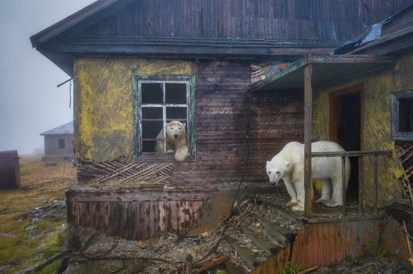Desperate photographer took polar bears, keepers of an abandoned polar station