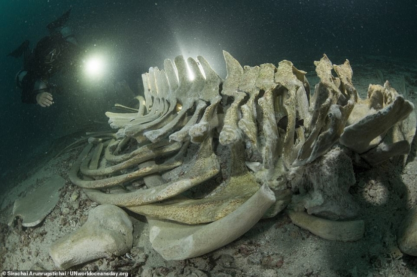Destacada fotografía impresionante ganadora del concurso de fotografía del Día Mundial de los Océanos de la ONU