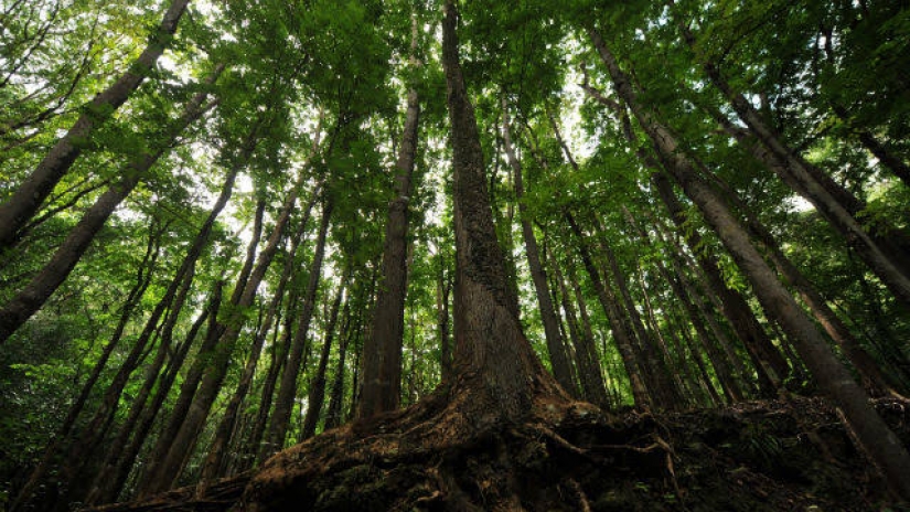 Diploma for the seedlings: in the Philippines, the graduates are required to plant 10 trees
