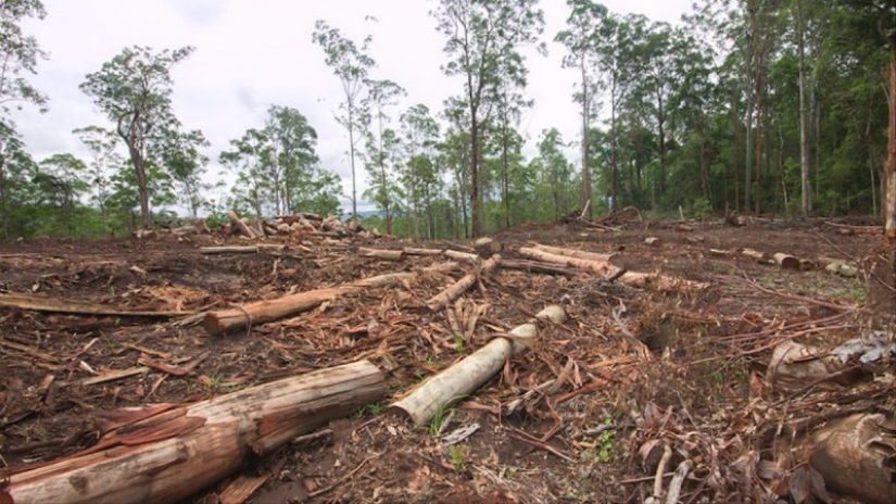 Diploma for the seedlings: in the Philippines, the graduates are required to plant 10 trees