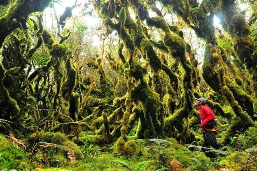 Diploma para las plantas de semillero: en las Filipinas, los graduados están obligados a plantar 10 árboles