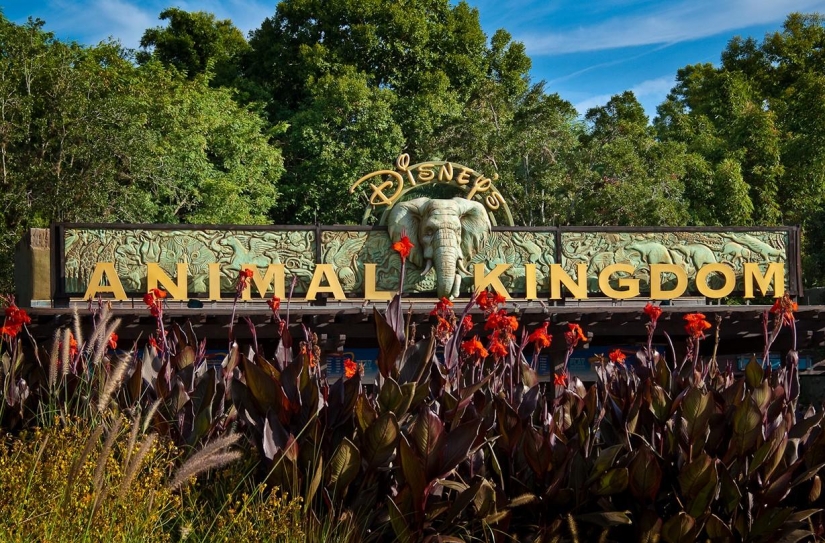 Disneyland is a magical world where adults turn into children