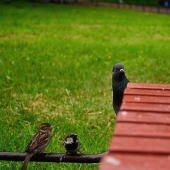 Divertida mini-historia sobre una paloma que "rompió" su felicidad