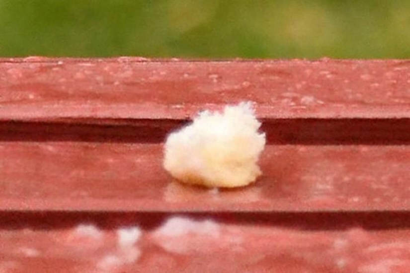 Divertida mini-historia sobre una paloma que "rompió" su felicidad