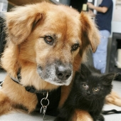 Dog Boots, que trabaja como niñera