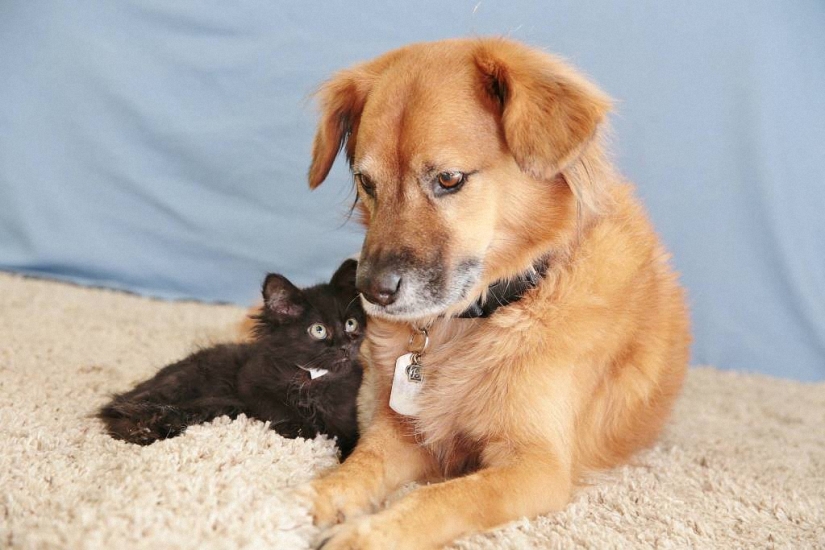 Dog Boots, who works as a babysitter
