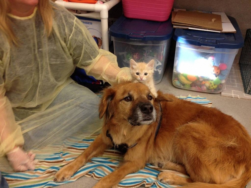 Dog Boots, who works as a babysitter