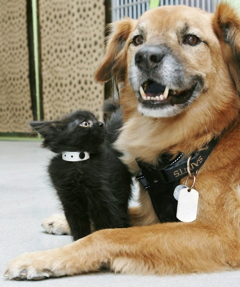 Dog Boots, who works as a babysitter