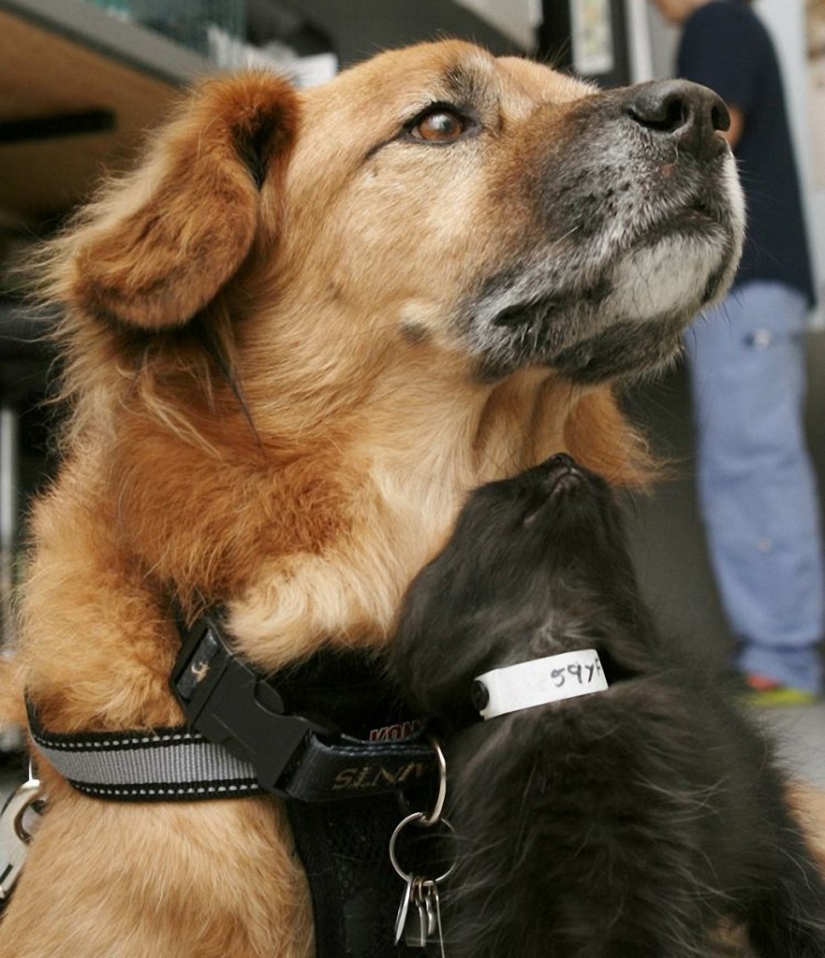 Dog Boots, who works as a babysitter