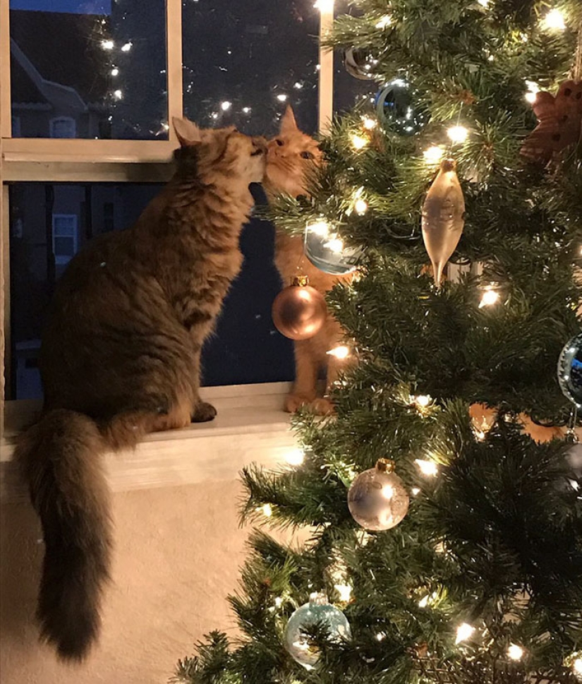 Dos gatitos se han enamorado el uno del otro y ya no pueden ocultar sus sentimientos Dos gatitos se han enamorado el uno del otro y ya no pueden ocultar sus sentimientos