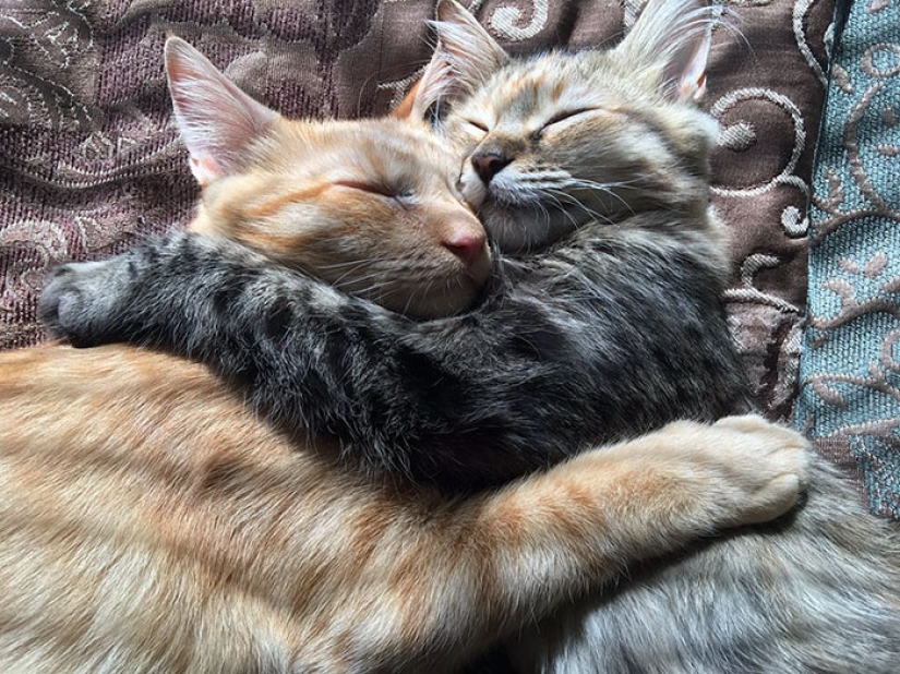 Dos gatitos se han enamorado el uno del otro y ya no pueden ocultar sus sentimientos Dos gatitos se han enamorado el uno del otro y ya no pueden ocultar sus sentimientos