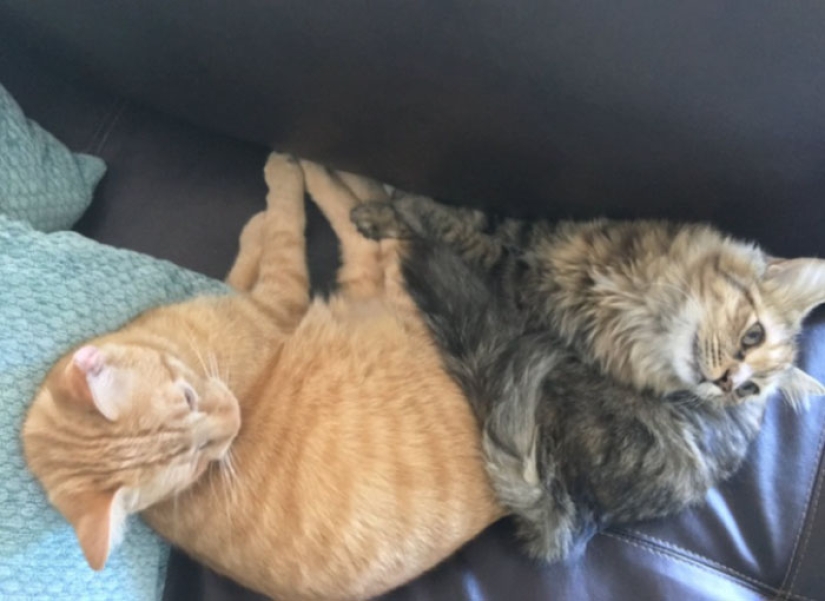 Dos gatitos se han enamorado el uno del otro y ya no pueden ocultar sus sentimientos Dos gatitos se han enamorado el uno del otro y ya no pueden ocultar sus sentimientos