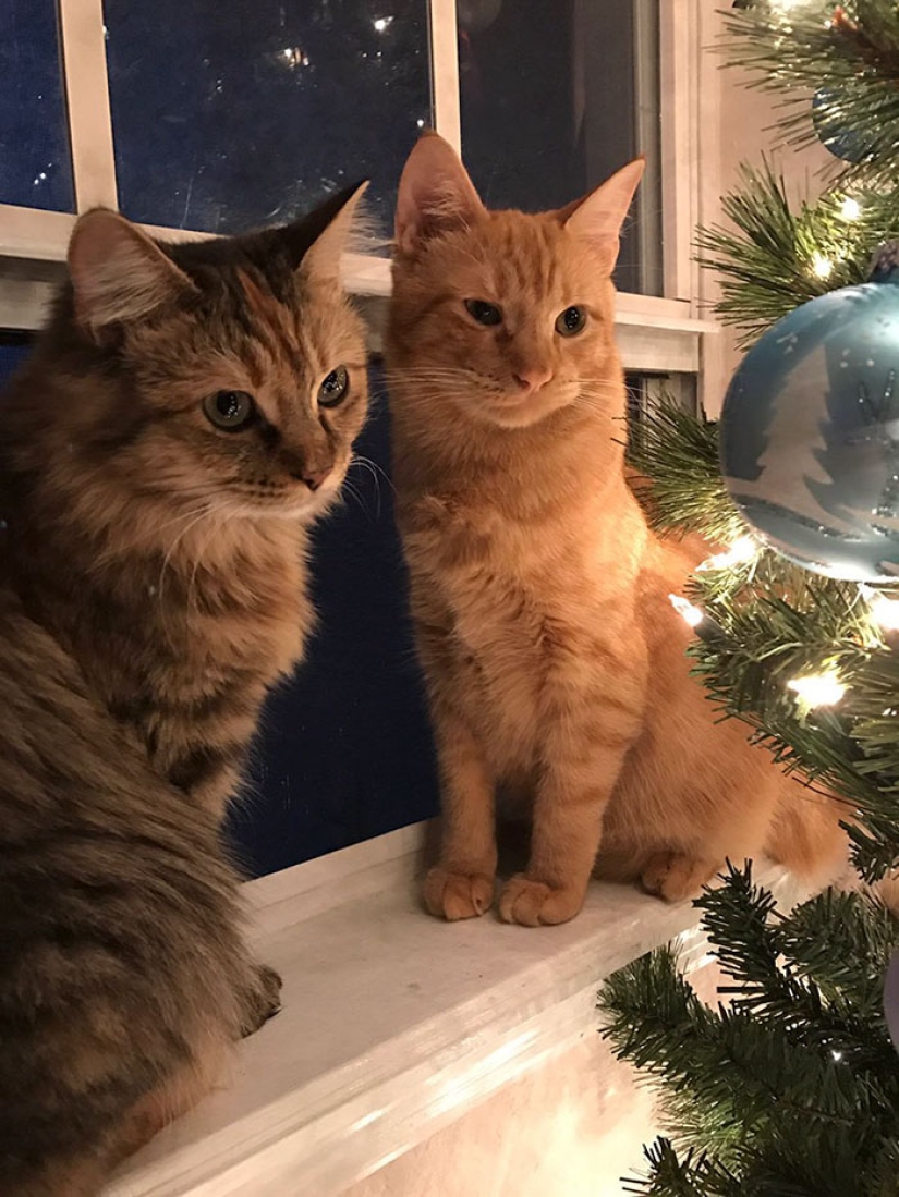 Dos gatitos se han enamorado el uno del otro y ya no pueden ocultar sus sentimientos Dos gatitos se han enamorado el uno del otro y ya no pueden ocultar sus sentimientos