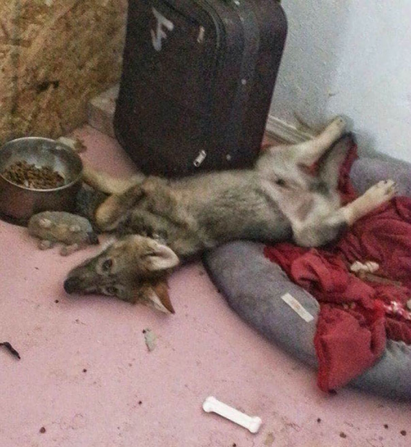 El americano tomó un cachorro, pero resultó que no era un perro en absoluto