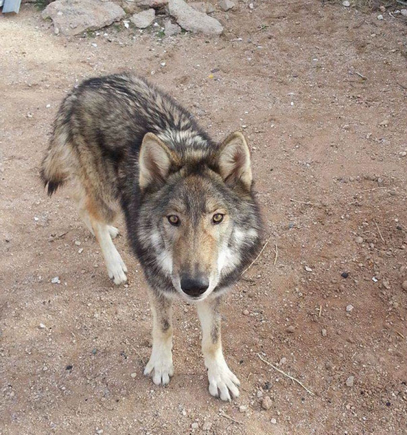 El americano tomó un cachorro, pero resultó que no era un perro en absoluto