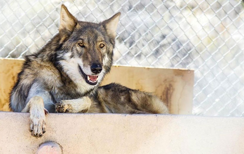 El americano tomó un cachorro, pero resultó que no era un perro en absoluto