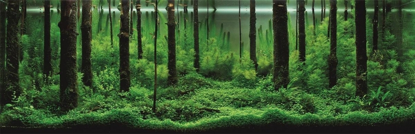 El arte de los acuarios-increíbles paisajes submarinos