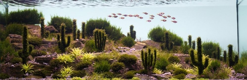 El arte de los acuarios-increíbles paisajes submarinos