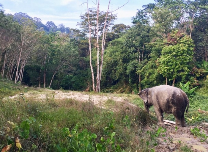 El elefante estaba deprimido y no quería vivir hasta que conoció a un nuevo amigo