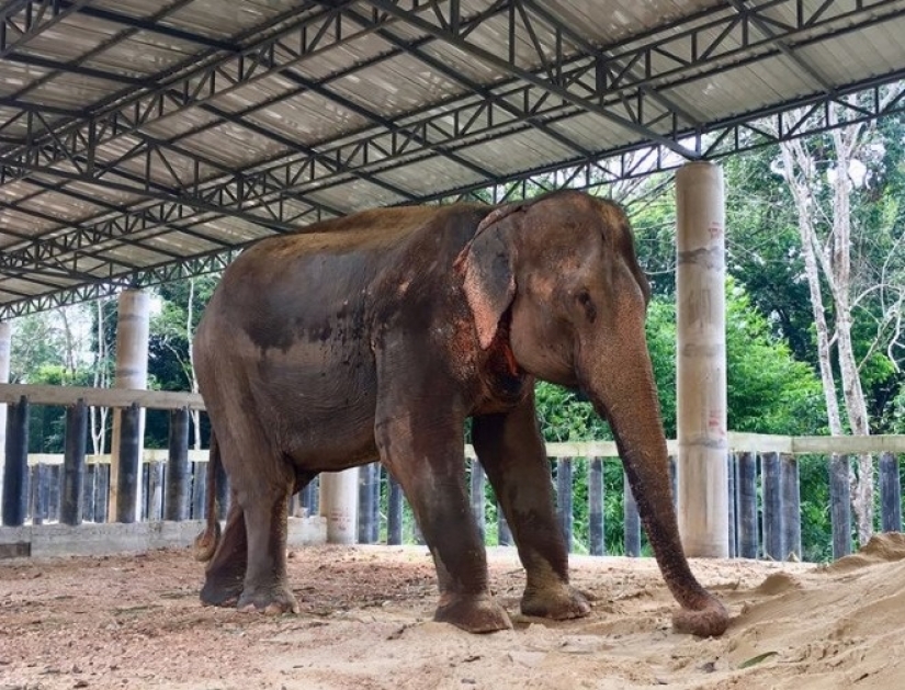 El elefante estaba deprimido y no quería vivir hasta que conoció a un nuevo amigo