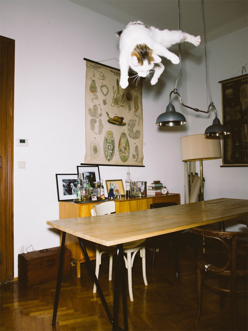 El fotógrafo austríaco toma un vuelo de gatos El fotógrafo austríaco toma un vuelo de gatos