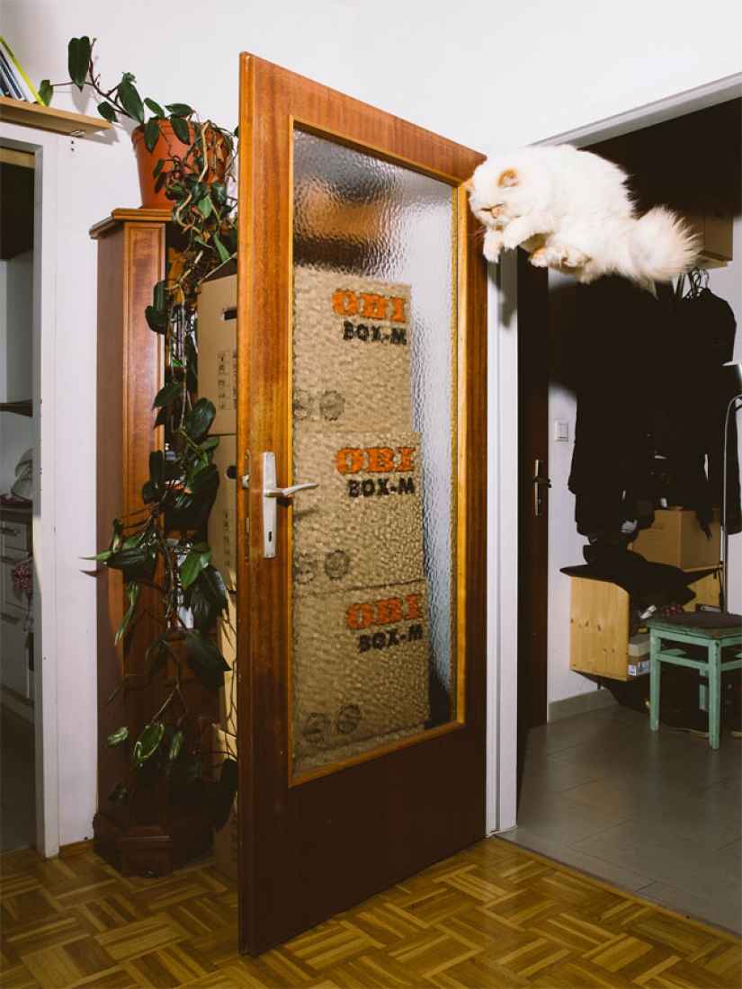 El fotógrafo austríaco toma un vuelo de gatos El fotógrafo austríaco toma un vuelo de gatos