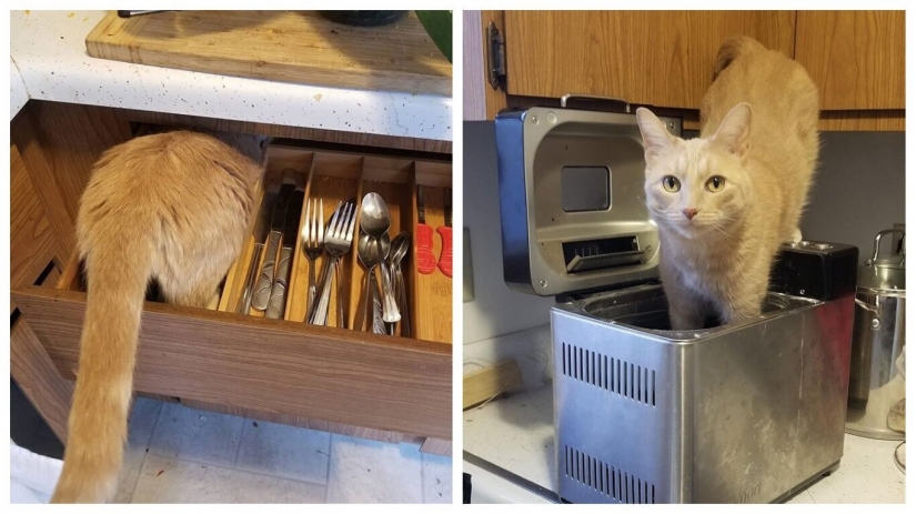 El gato-comadreja Oliver, que subió a todas partes, donde se puede y no se puede