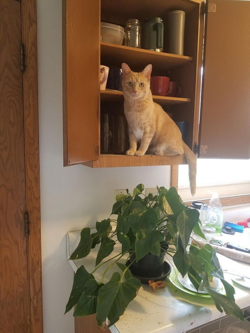 El gato-comadreja Oliver, que subió a todas partes, donde se puede y no se puede