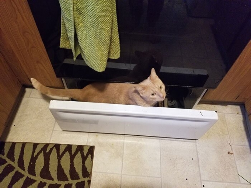 El gato-comadreja Oliver, que subió a todas partes, donde se puede y no se puede